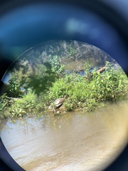 Apalone spinifera aspera