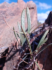 Pachypodium succulentum