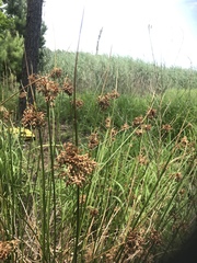 Juncus effusus solutus