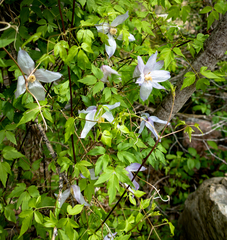 Clematis occidentalis