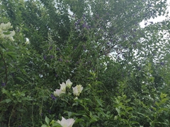Xylocopa nautlana