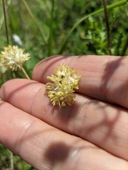 Valerianella turgida