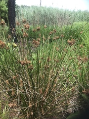 Juncus effusus solutus