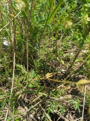 Valerianella turgida