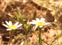 Aricia cramera
