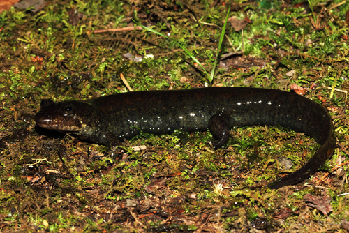 Cherokee Blackbelly Salamander