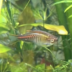 Danio choprae