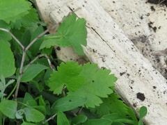 Ranunculus monophyllus