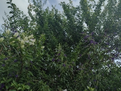 Xylocopa nautlana