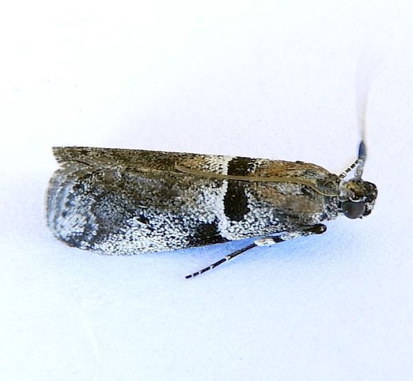 Quasisalebria admixta