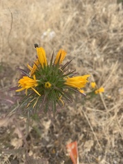 Scolymus hispanicus