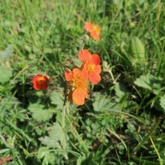 Geum coccineum