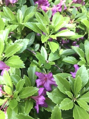 Rhododendron ponticum