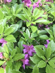 Rhododendron ponticum