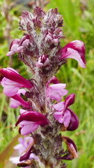 Pedicularis mixta
