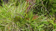 Pedicularis mixta