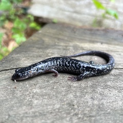 Plethodon cylindraceus