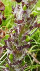 Pedicularis mixta