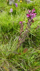 Pedicularis mixta
