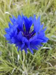 Centaurea cyanus