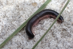 Ommatoiulus moreleti