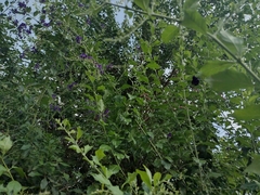 Xylocopa nautlana