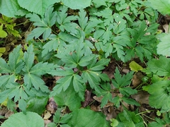 Anemonoides nemorosa