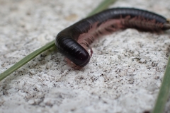 Ommatoiulus moreleti