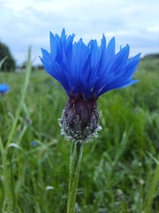 Centaurea cyanus
