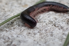 Ommatoiulus moreleti