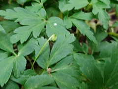 Anemonoides nemorosa