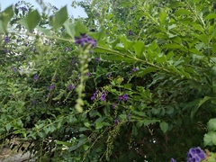 Xylocopa nautlana
