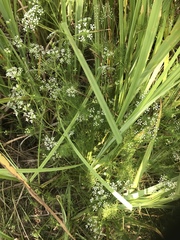 Spermolepis inermis