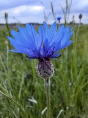 Centaurea cyanus