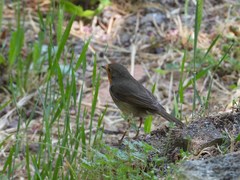 Erithacus rubecula