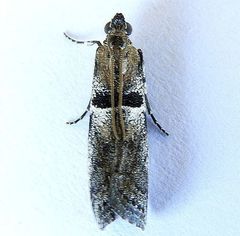 Quasisalebria admixta