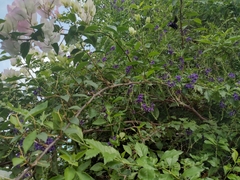 Xylocopa nautlana