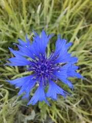 Centaurea cyanus
