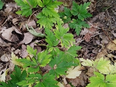 Anemonoides nemorosa