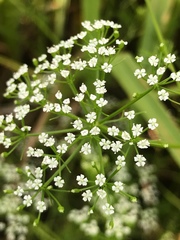 Spermolepis inermis