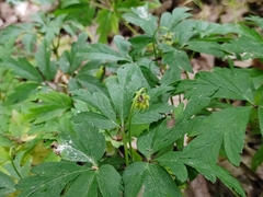 Anemonoides nemorosa