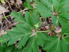 Anemonoides nemorosa