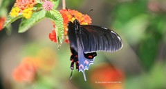 Mimoides thymbraeus aconophos