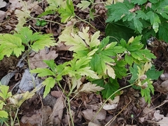 Anemonoides nemorosa