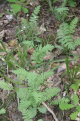 Tanacetum poteriifolium