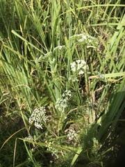 Spermolepis inermis