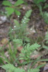 Tanacetum poteriifolium