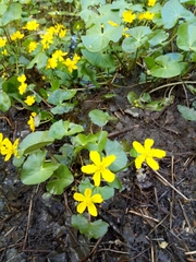 Caltha palustris