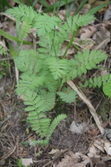 Tanacetum poteriifolium