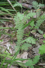 Tanacetum poteriifolium